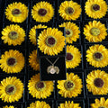 Collar Girasol Flor Artificial Caja de Acrílico para Joyas
